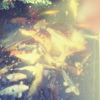 Diana App Review Pics 21©JamesECockroft 20140110