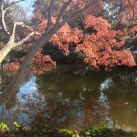 Fort Worth Botanical Gardens iPhone26©JamesECockroft 20140104