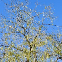 7 52 5132©JamesECockroft 20131215