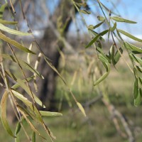 7 52 5141©JamesECockroft 20131215