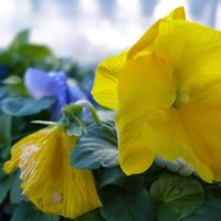 7 52 515©JamesECockroft 20131215