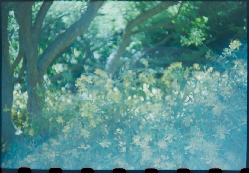 2014-Arboretum, Lake Carolyn, Random|31|©JamesECockroft-20141224