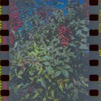 2014 Arboretum Lake Carolyn Random3©JamesECockroft 20141224