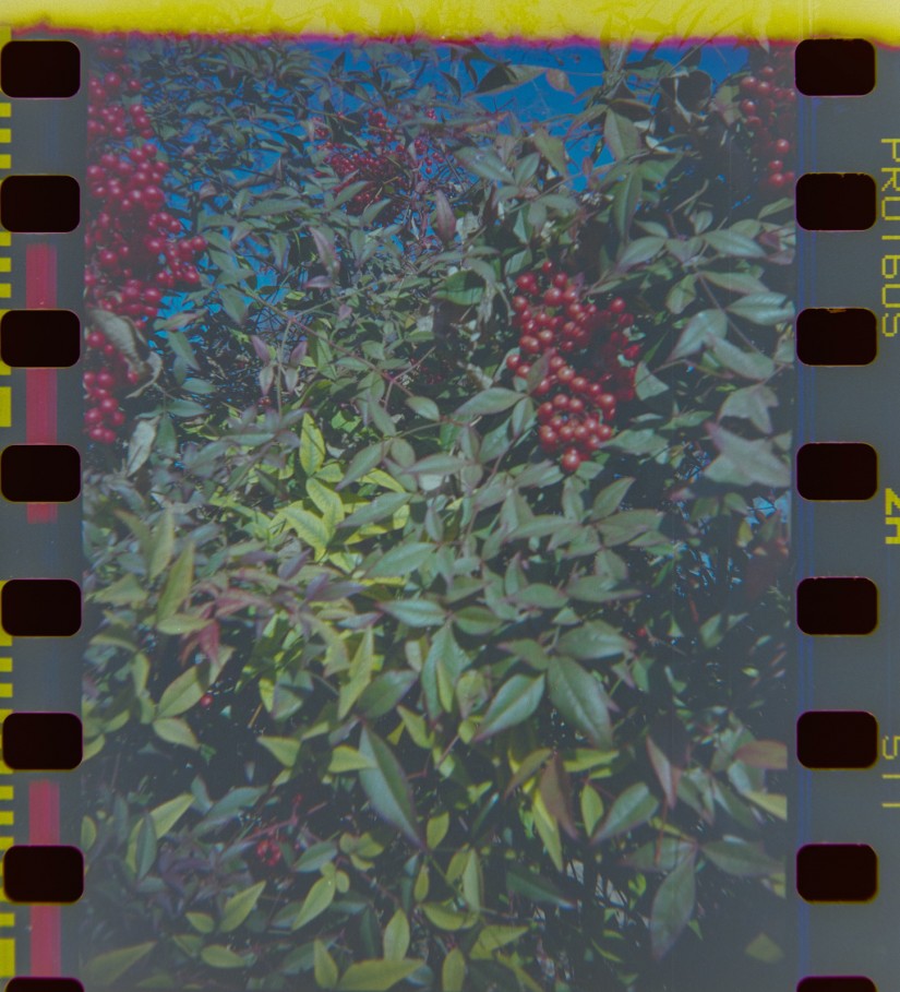 2014 Arboretum Lake Carolyn Random3©JamesECockroft 20141224