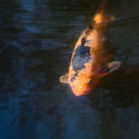 Fort Worth Botanical Gardens D7000101©JamesECockroft 20140104