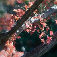 Fort Worth Botanical Gardens D7000105©JamesECockroft 20140104