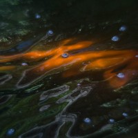 Fort Worth Botanical Gardens D7000123©JamesECockroft 20140104