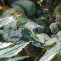 Fort Worth Botanical Gardens D700032©JamesECockroft 20140104