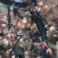 Fort Worth Botanical Gardens D700049©JamesECockroft 20140104