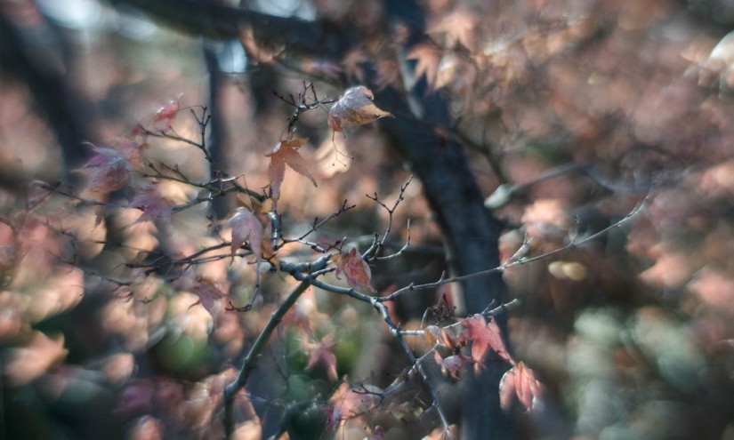 Fort Worth Botanical Gardens D7000|49|©JamesECockroft-20140104