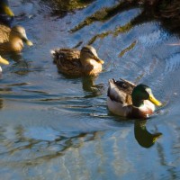 Fort Worth Botanical Gardens D700088©JamesECockroft 20140104