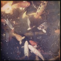 Fort Worth Botanical Gardens iPhone30©JamesECockroft 20140104