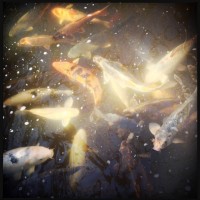 Fort Worth Botanical Gardens iPhone37©JamesECockroft 20140104