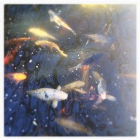 Fort Worth Botanical Gardens iPhone42©JamesECockroft 20140104