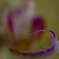 Lens Baby Macrox10x4©JamesECockroft 20140111