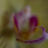 Lens Baby Macrox10©JamesECockroft 20140111