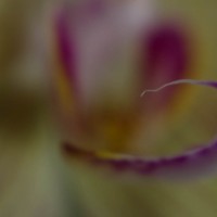 Lens Baby Macrox4x10©JamesECockroft 20140111