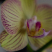 Lens Baby Macrox4©JamesECockroft 20140111