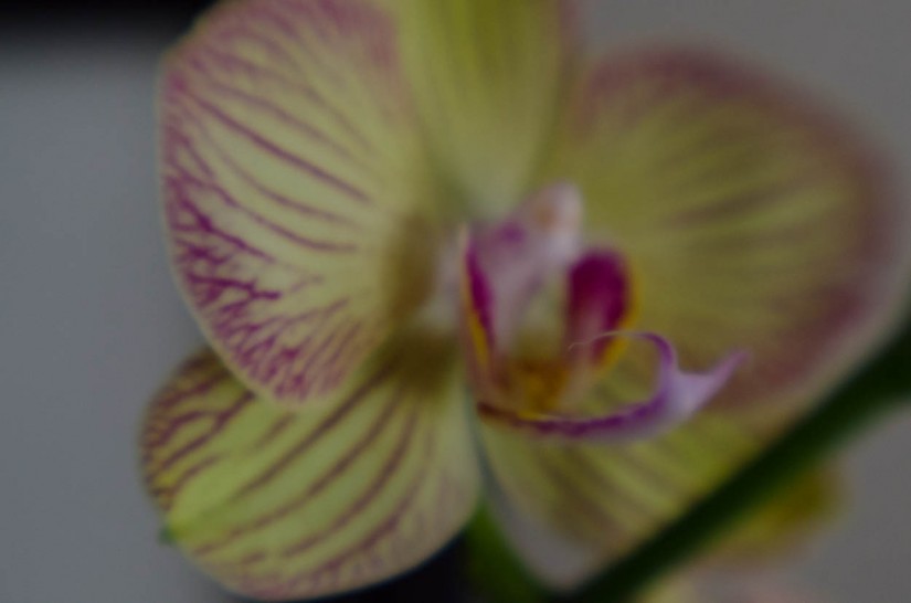 Lens Baby Macrox4©JamesECockroft 20140111