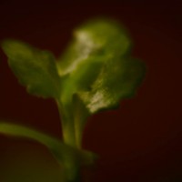 MM 01133©JamesECockroft 20140108