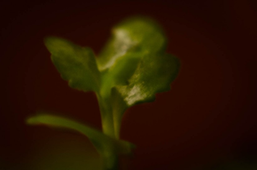 MM 01133©JamesECockroft 20140108