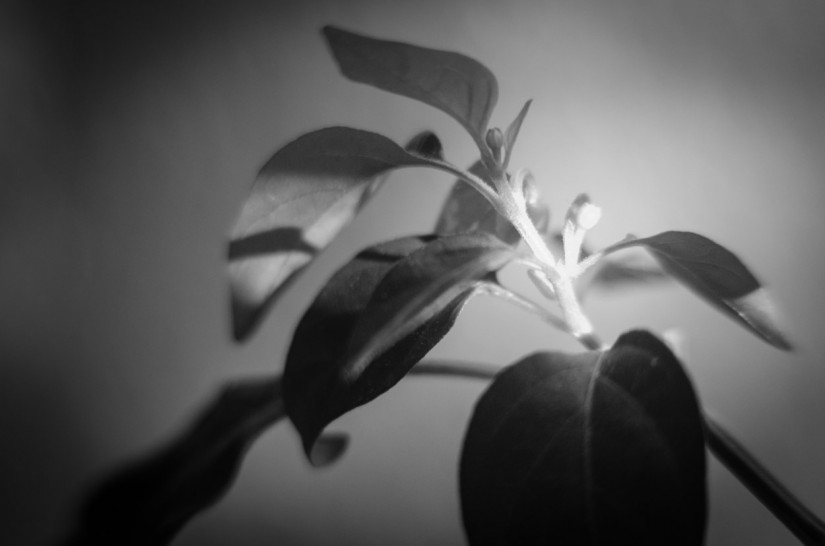 ohne titel24©JamesECockroft 20140125