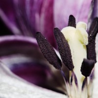 Ageing Tulips VSCO10©JamesECockroft 20140201