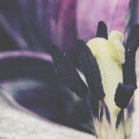 Ageing Tulips VSCO11©JamesECockroft 20140201