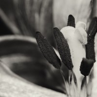 Ageing Tulips VSCO12©JamesECockroft 20140201