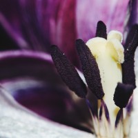 Ageing Tulips VSCO13©JamesECockroft 20140201