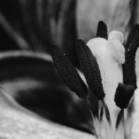 Ageing Tulips VSCO14©JamesECockroft 20140201