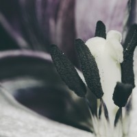 Ageing Tulips VSCO15©JamesECockroft 20140201