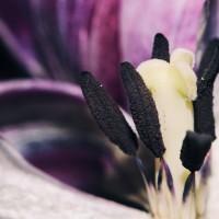 Ageing Tulips VSCO16©JamesECockroft 20140201