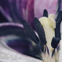 Ageing Tulips VSCO17©JamesECockroft 20140201