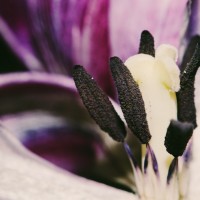 Ageing Tulips VSCO18©JamesECockroft 20140201