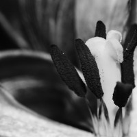 Ageing Tulips VSCO19©JamesECockroft 20140201