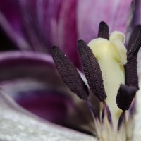 Ageing Tulips VSCO1©JamesECockroft 20140201