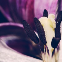 Ageing Tulips VSCO20©JamesECockroft 20140201