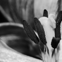 Ageing Tulips VSCO2©JamesECockroft 20140201