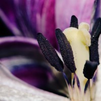 Ageing Tulips VSCO3©JamesECockroft 20140201