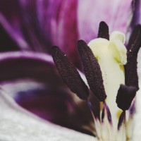 Ageing Tulips VSCO4©JamesECockroft 20140201