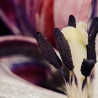 Ageing Tulips VSCO5©JamesECockroft 20140201