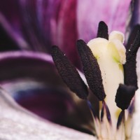 Ageing Tulips VSCO6©JamesECockroft 20140201