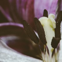 Ageing Tulips VSCO7©JamesECockroft 20140201