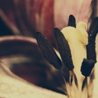 Ageing Tulips VSCO9©JamesECockroft 20140201