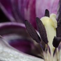 Ageing Tulips31©JamesECockroft 20140201