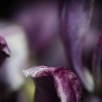 Ageing Tulips4©JamesECockroft 20140201