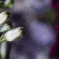 Delphinium©JamesECockroft 20140301 2