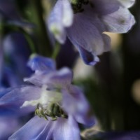 Delphinium©JamesECockroft 20140301