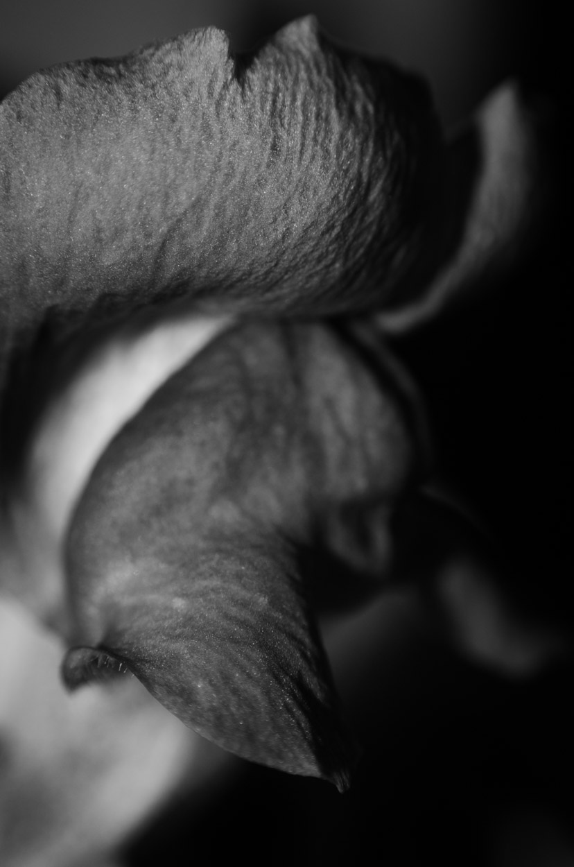 Jagger-MM-0317|4|©JamesECockroft-20140308